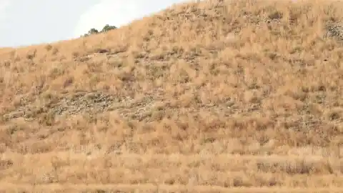 Imagen 1 de Reto visual: ¿Eres capaz de ver al aguilucho en menos de 30 segundos?