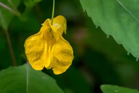 Imagen 1 de ¿Mi planta está llorando? Sí, pero este líquido tiene una razón de ser (y no es mala)