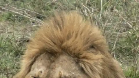 Imagen 1 de Aventura en el Parque Nacional del Serengueti