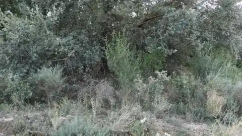 Imagen 1 de ¿Puedes encontrar a la mariposa en menos de 30 segundos?