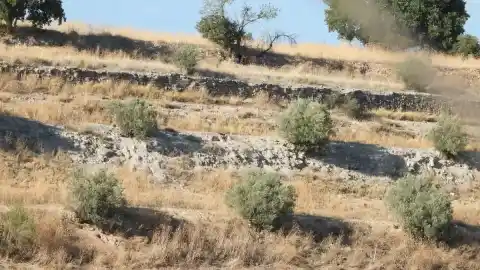 Imagen 1 de Reto visual: ¿Eres capaz de ver al aguilucho en menos de 30 segundos?