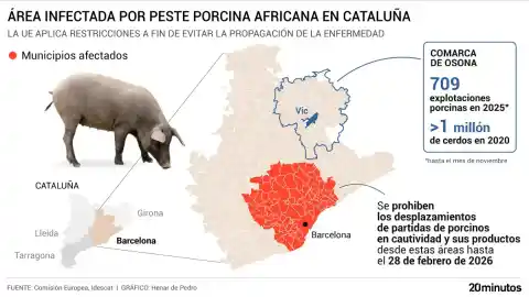 Imagen 1 de Perímetro de seguridad de la UE en Cataluña por la peste porcina: estos son los 91 municipios afectados