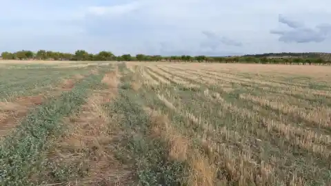 Imagen 1 de ¿Eres capaz de ver la nuez en menos de 30 segundos?