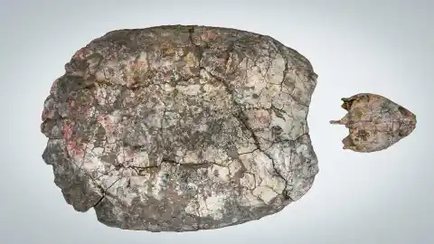 Imagen 1 de ‘Shakiremys colombiana’ , el nuevo género de fósil de tortuga nombrado en honor a la cantante