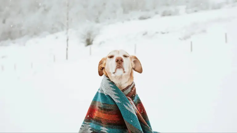 Imagen 1 de Los siete tipos de perro que necesitan ayuda extra cuando las temperaturas son más frías