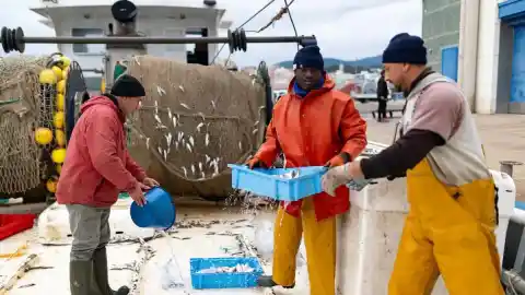 Imagen 1 de La gamba y el rape podrían escasear en Navidad si la UE no autoriza mas jornadas de pesca