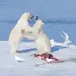 Imagen 1 de El declive del oso polar condena al hambre a once especies que viven de los 7,6 millones de kilos de cadáveres que abandonan