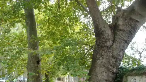 Imagen 1 de El paseo de los árboles centenarios de Aranjuez