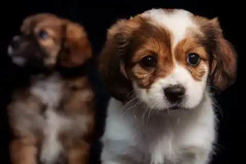 Imagen 1 de El rescate del pastor chiribaya, el perro preincainco que se resistió al abandono en Perú