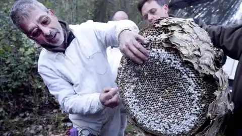 Imagen 1 de La rápida expansión de la avispa velutina dispara el riesgo de picadas con efecto mortal