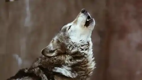 Imagen 1 de Los perros se empezaron a diversificar de los lobos hace 11.000 años