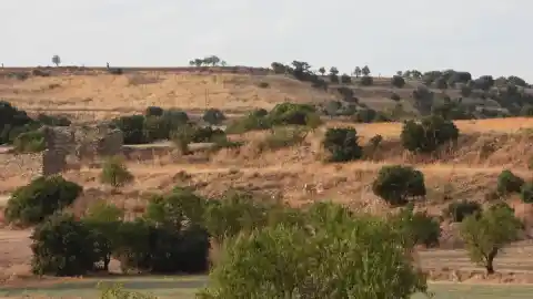 Imagen 1 de ¿Eres capaz de ver al aguilucho en menos de 30 segundos?