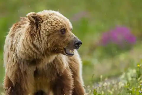Imagen 1 de El ataque de un oso pardo a una comitiva escolar de excursión en Canadá deja cuatro heridos de gravedad
