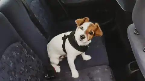 Imagen 1 de Mascota a bordo: los mejores cinturones y arneses para que tu perro vaya bien seguro en el coche