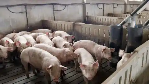 Imagen 1 de El precio de la carne de cerdo vuelve a bajar 10 céntimos por la crisis de peste porcina en Collserola