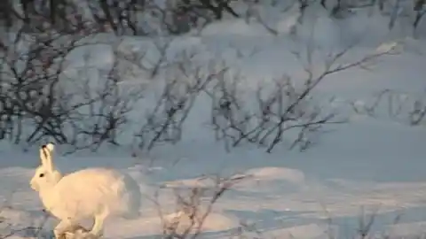 Imagen 1 de El entorno determina qué estrategia de defensa funciona mejor ante los depredadores