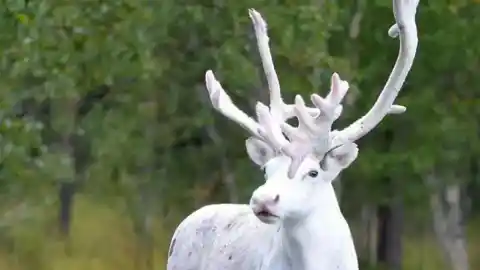 Imagen 1 de Trump aprueba la polémica vía minera de Alaska para impulsar la búsqueda de cobre y zinc