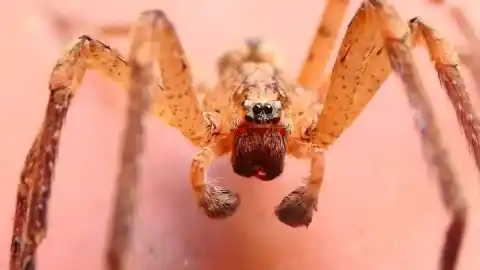 Imagen 1 de La falsa araña lobo con guantes de boxeo