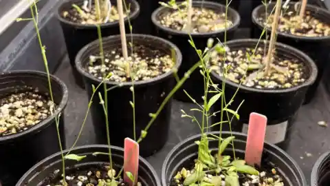 Imagen 1 de La inteligencia artificial revela los genes que ayudan a las plantas a resistir el cambio climático