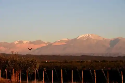 Imagen 1 de De Mendoza a la Patagonia, con parada en Madrid: la revolución del vino argentino llega a España