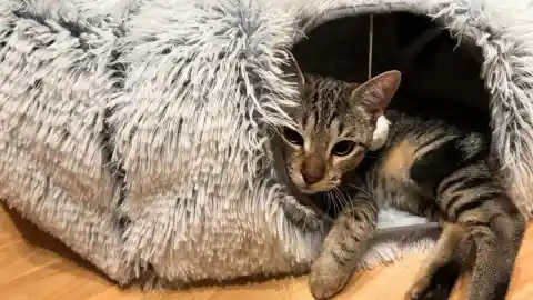 Imagen 1 de Lo he probado: el dónut cama con túnel en el que mis gatos son más felices que nunca