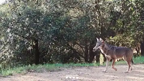 Imagen 1 de El lobo cría en Catalunya un siglo después: la loba del Empordà tiene tres lobeznos
