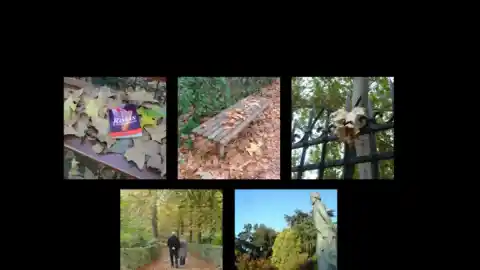Imagen 1 de La poesía del otoño en los parques de Madrid