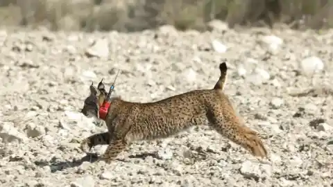 Imagen 1 de Los extraños casos de los linces blancos: ya van dos avistados