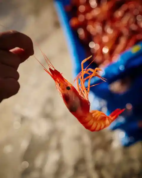 Imagen 1 de La cocina marinera  de Vilanova i la Geltrú