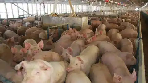 Imagen 1 de Crean cerdos resistentes a la peste porcina clásica mediante edición genética