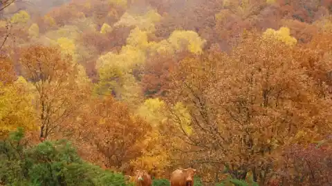 Imagen 1 de Rutas de Wikiloc para disfrutar del otoño cerca de Madrid