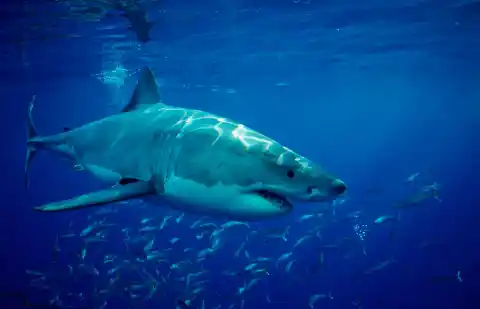 Imagen 1 de Inteligencia artificial que replica el sistema inmune de los tiburones: México innova en biotecnología