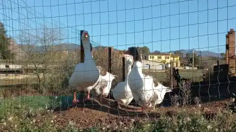 Imagen 1 de El Gobierno confina todas las granjas de aves de corral de España por la gripe aviar