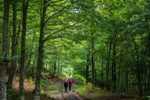 Imagen 1 de Ponga, el último tesoro natural de Asturias