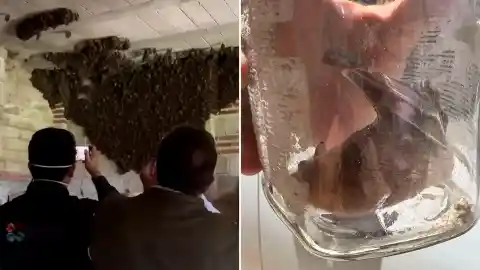 Imagen 1 de Una baticueva en Tlaxcala: la historia de la familia que albergó a más de mil murciélagos en su casa