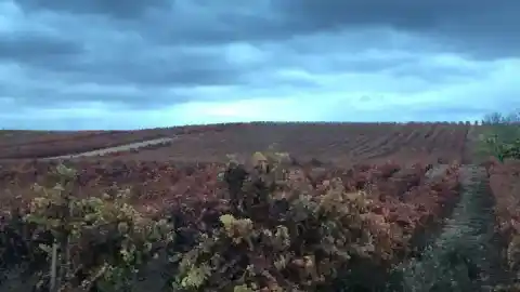 Imagen 1 de Ruta del vino por la Rioja Alavesa