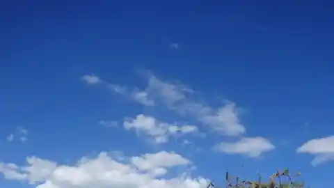 Imagen 1 de Reto visual: ¿Eres capaz de ver al gorrión en menos de 30 segundos?