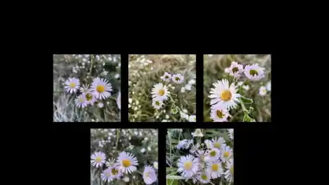 Imagen 1 de El encanto de las flores heladas del Ripollès