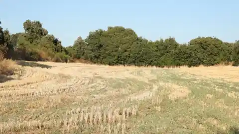 Imagen 1 de Reto visual: ¿Eres capaz de ver los dos conejos en menos de 30 segundos?