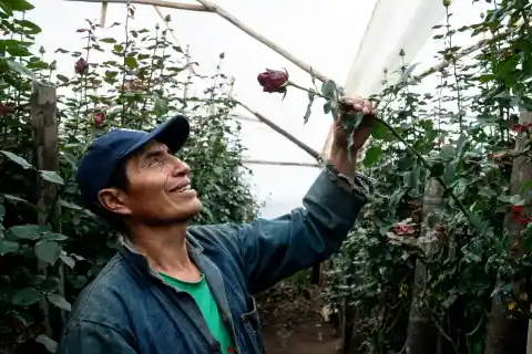 Imagen 1 de Las espinas de Tabacundo, la capital mundial de la rosa en Ecuador
