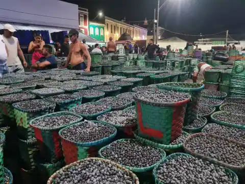 Imagen 1 de El desafío del açaí: así trabaja Brasil para que la fiebre mundial por este fruto tropical no acabe con la Amazonía