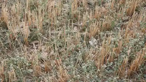 Imagen 1 de Reto visual: ¿Eres capaz de encontrar a la libélula en menos de 30 segundos?