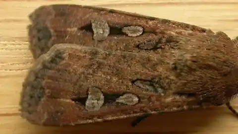 Imagen 1 de Las polillas que se orientan gracias a las estrellas para viajar