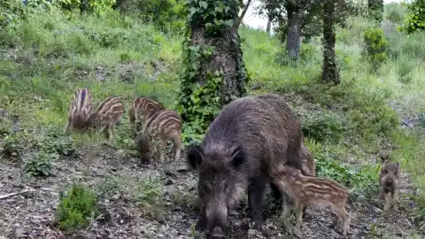 Imagen 1 de Ahora todos somos Obélix