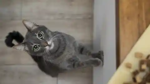 Imagen 1 de Un hallazgo cambia lo que sabíamos de la comunicación de los gatos: tienen casi 300 expresiones faciales