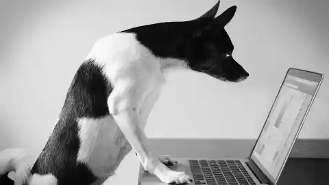 Imagen 1 de La inteligencia artificial puede identificar el sexo y la raza de un perro con escuchar su ladrido