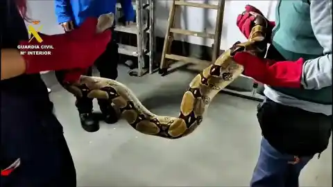 Imagen 1 de Decomisadas una boa constrictor y una pitón en un domicilio de Zaragoza
