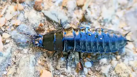 Imagen 1 de El escarabajo enterrador americano en peligro de extinción