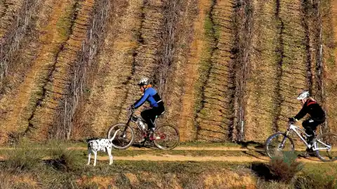 Imagen 1 de El dálmata de las viñas del otoño