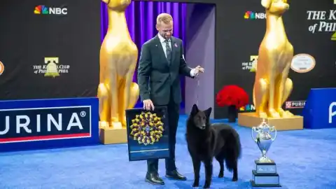 Imagen 1 de Soleil, una pastor belga groenendael, se corona como la reina inesperada del gran show canino de EEUU